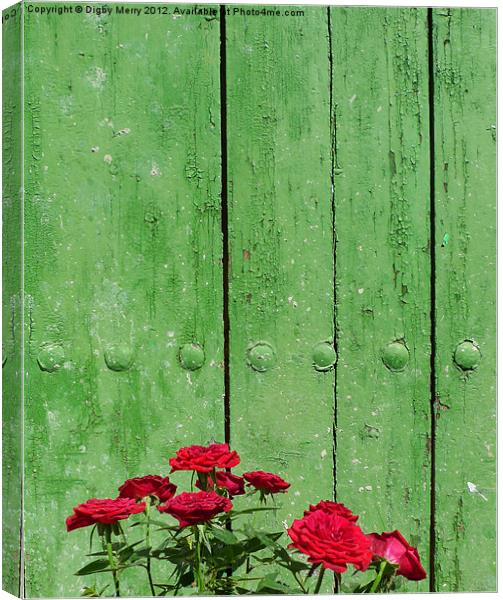 Red roses green door Canvas Print by Digby Merry