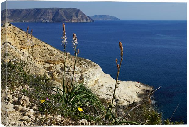 Cliffs with asphodels Canvas Print by Digby Merry