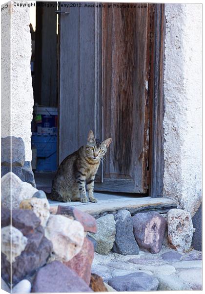 Cat in doorway Canvas Print by Digby Merry