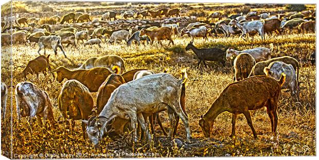 Goats Grazing Canvas Print by Digby Merry