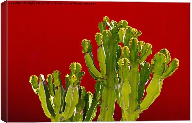 Hospital Cactus Canvas Print by Digby Merry