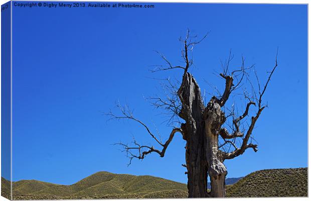 Dead tree in the desert Canvas Print by Digby Merry