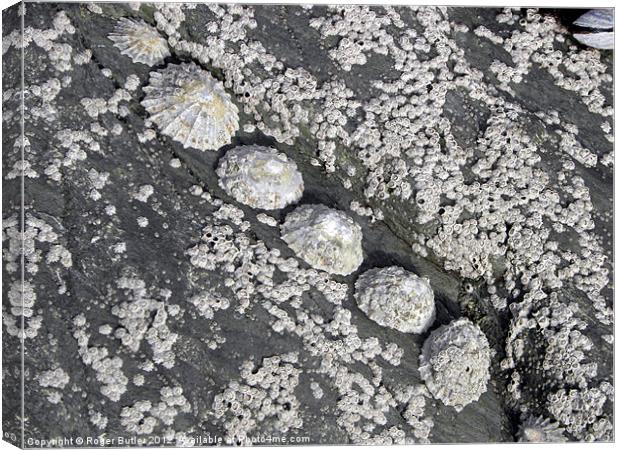 Limpets All In a Row Canvas Print by Roger Butler