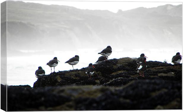 Cornish Oystercatcher Spindrift Canvas Print by Roger Butler