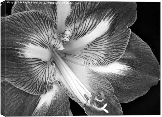 Amaryllis Closeup Black & White Canvas Print by Roger Butler