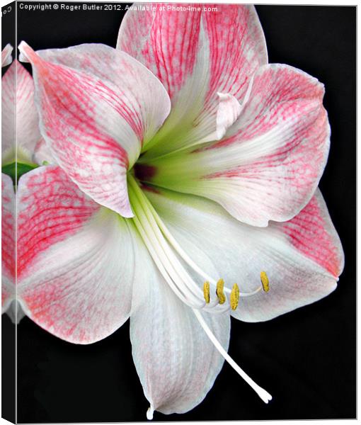 White & Pink Amaryllis Canvas Print by Roger Butler
