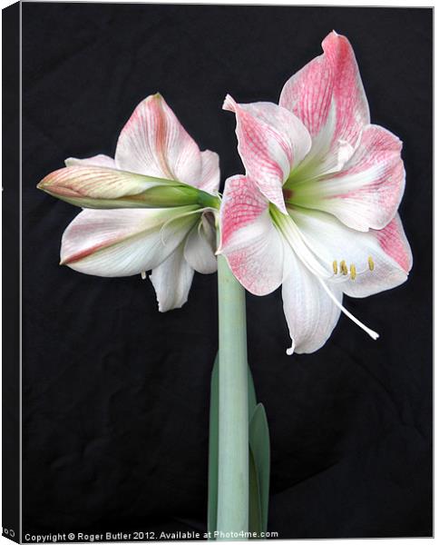 White & Pink Amaryllis (3) Canvas Print by Roger Butler