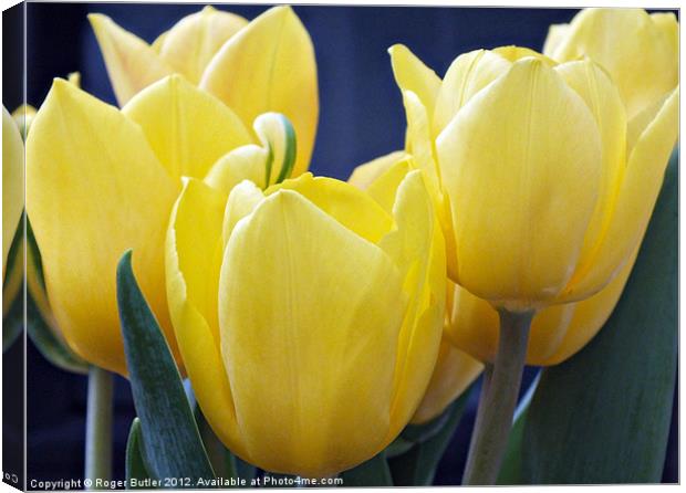 Yellow Tulips - Side View Canvas Print by Roger Butler
