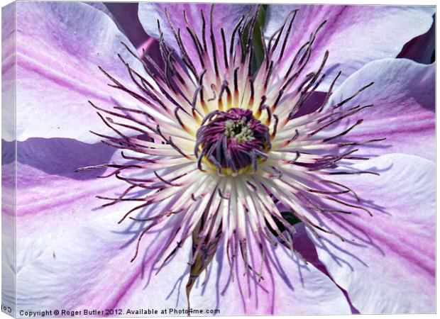 Clematis - Nellie Moser Canvas Print by Roger Butler