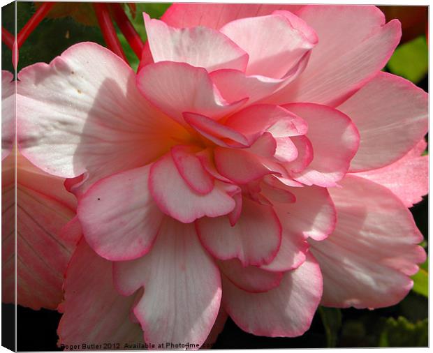 Trailing Begonia Canvas Print by Roger Butler