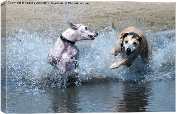 Lurchers Racing Through the Shallows Canvas Print by Roger Butler