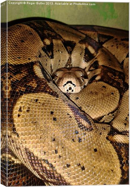 Boa at Rest Canvas Print by Roger Butler