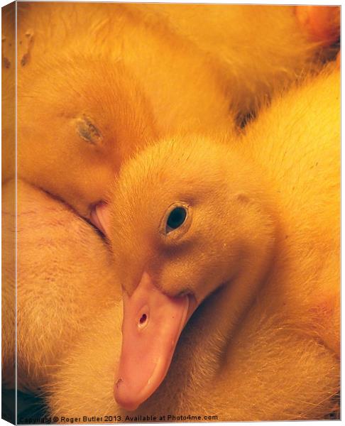 Ducklings Canvas Print by Roger Butler