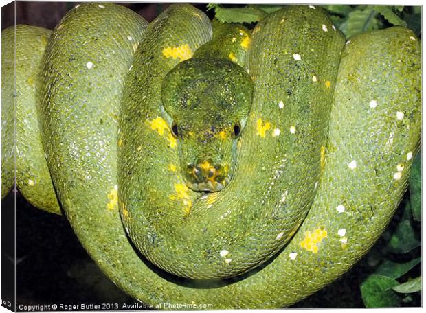 Green Tree Python Canvas Print by Roger Butler