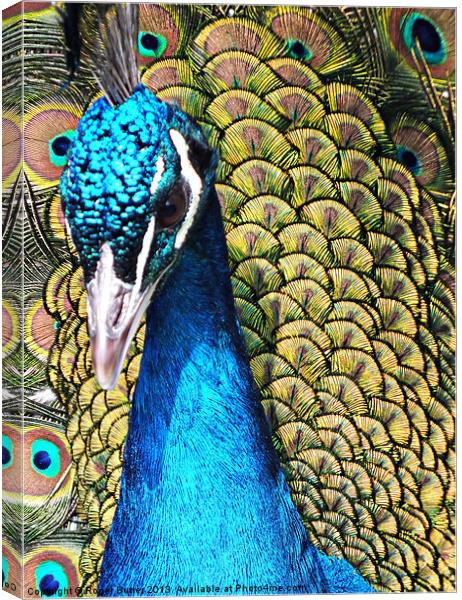Peacock Closeup Canvas Print by Roger Butler