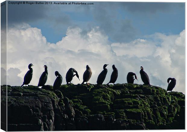 Ten Little Cormorants Sitting On a Wall Canvas Print by Roger Butler