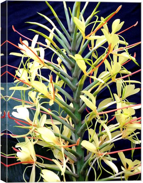 Wild Kahili Ginger Canvas Print by Roger Butler