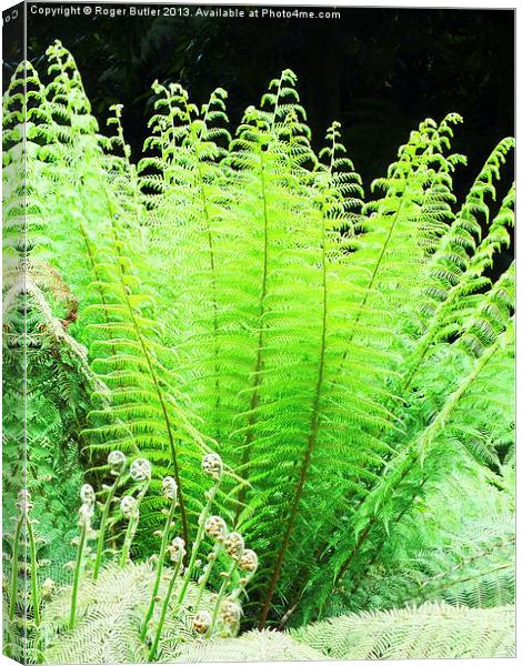 Sunlit Tree Fern Canvas Print by Roger Butler