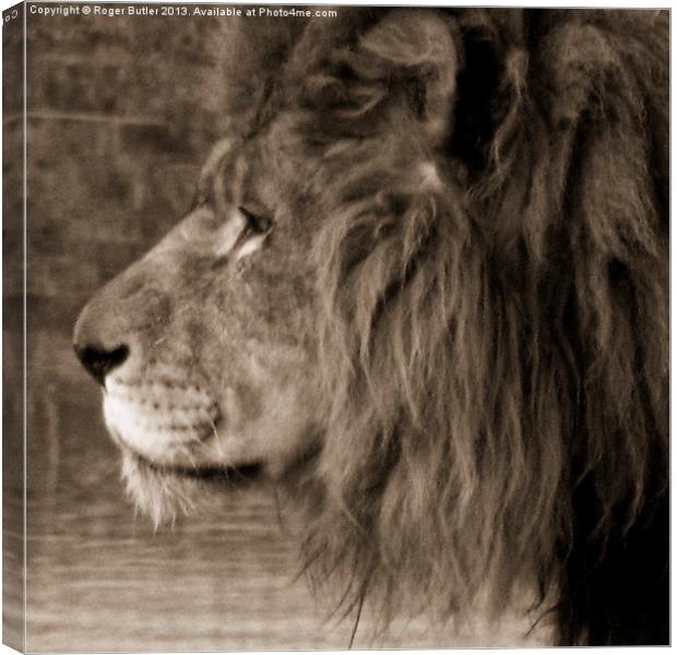 African King Canvas Print by Roger Butler