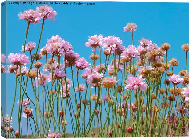 Cornish Pink Thrift Canvas Print by Roger Butler
