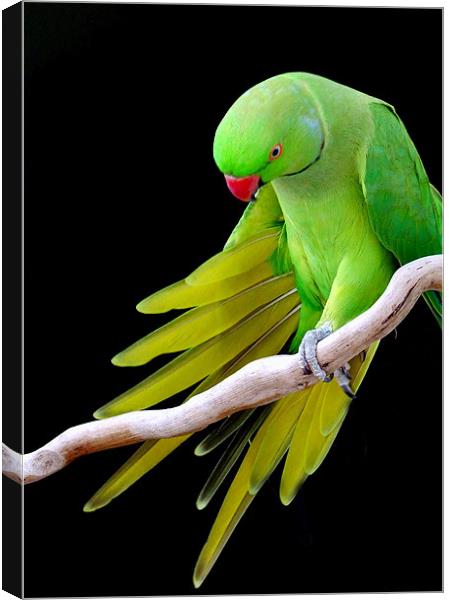 Indian Ringneck Parrot - Male Canvas Print by Mikaela Fox