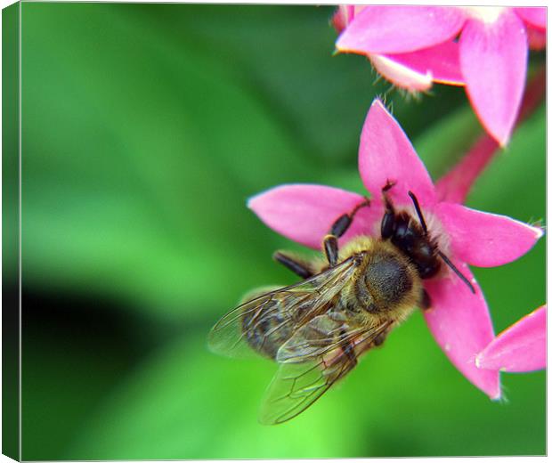 Bumble Bee Canvas Print by Mikaela Fox