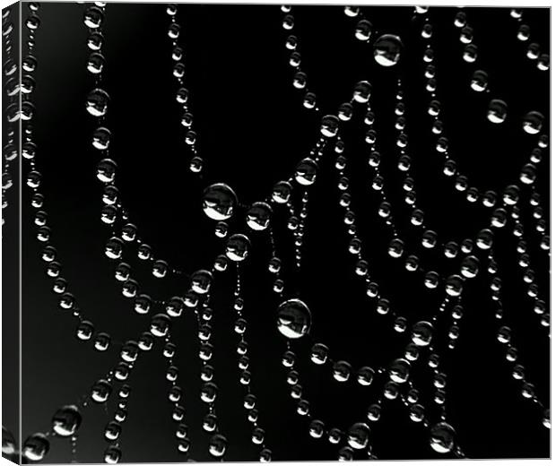 Droplets Canvas Print by Mikaela Fox