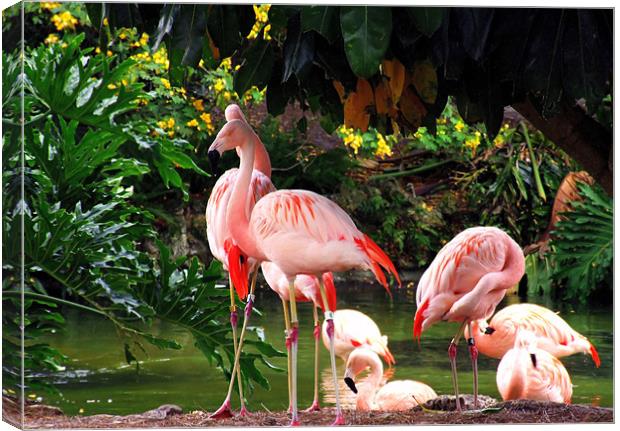 Family Of Flamingo Canvas Print by Mikaela Fox