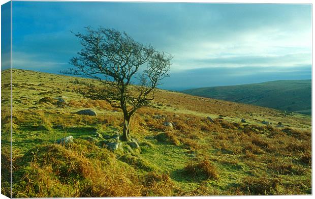 A lone tree stands on Dartmoor near Brentmoor Canvas Print by Simon Armstrong