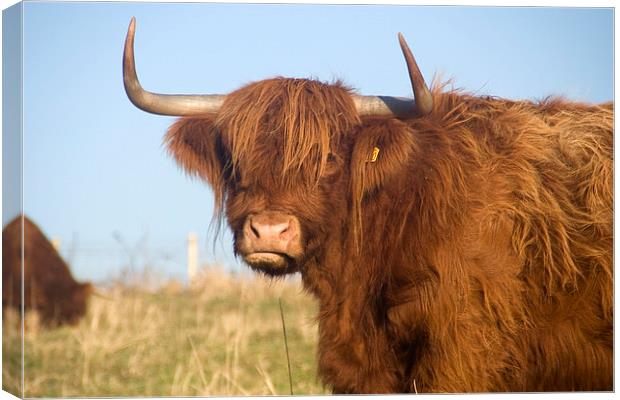 A Highland cow, Highland Cattle Canvas Print by Simon Armstrong