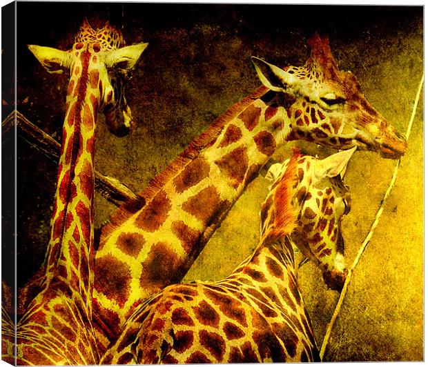 Giraffes galore Canvas Print by Alan Mattison