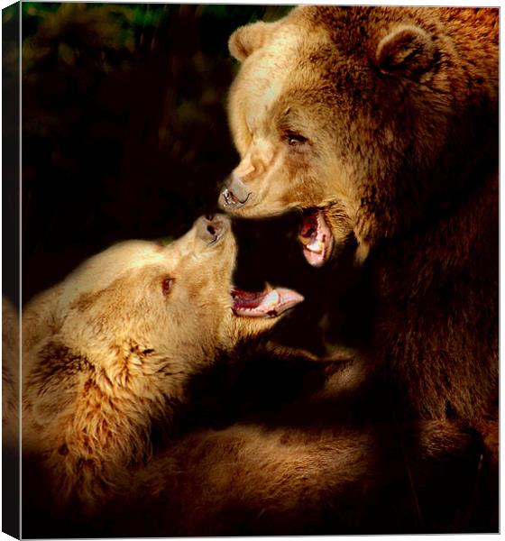 Bear talk Canvas Print by Alan Mattison