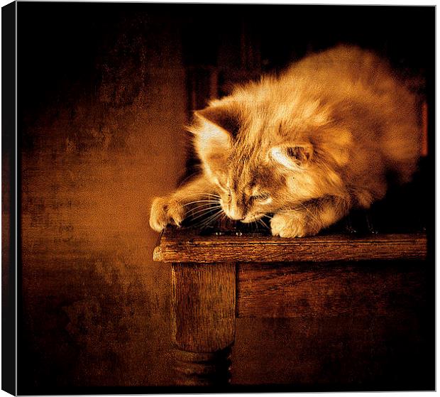  Kitten on a chair Canvas Print by Alan Mattison