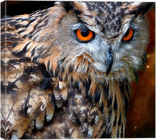  Night owl Canvas Print by Alan Mattison