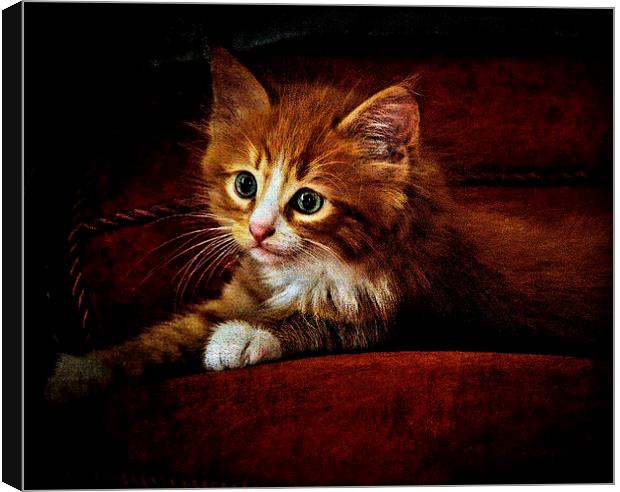  Sittin' kitten Canvas Print by Alan Mattison