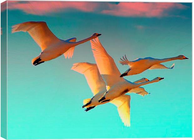  Flying into the sunset Canvas Print by Alan Mattison