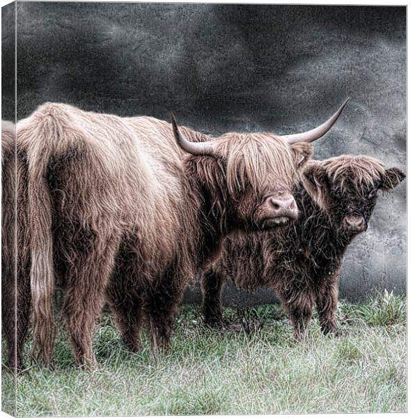  A highland couple Canvas Print by Alan Mattison