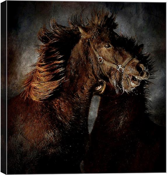  Fighting horses Canvas Print by Alan Mattison