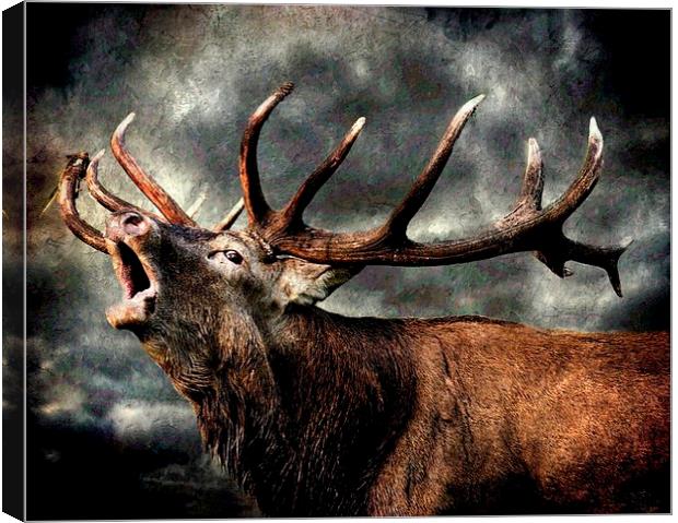  Call of the wild Canvas Print by Alan Mattison