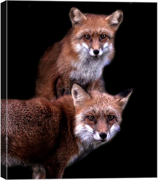  Foxy friends Canvas Print by Alan Mattison