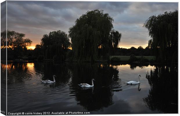 Swans at sunset Canvas Print by cairis hickey