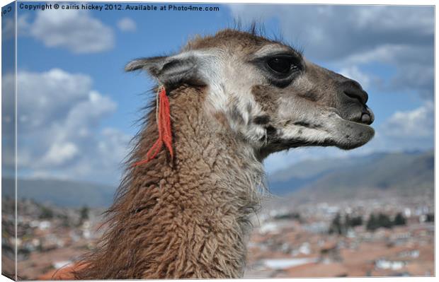 llama at cusco Canvas Print by cairis hickey