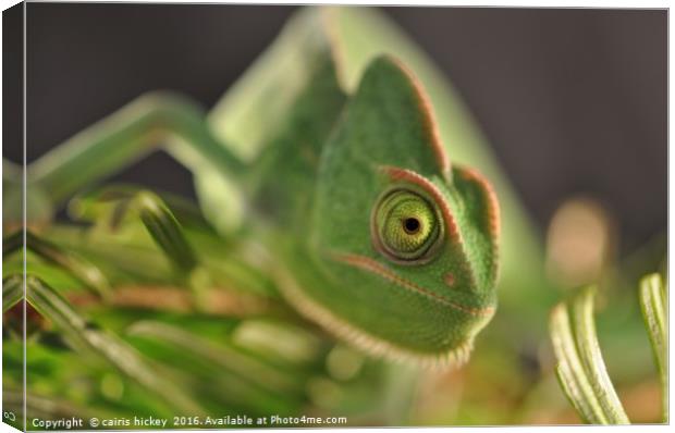 Chameleon Canvas Print by cairis hickey