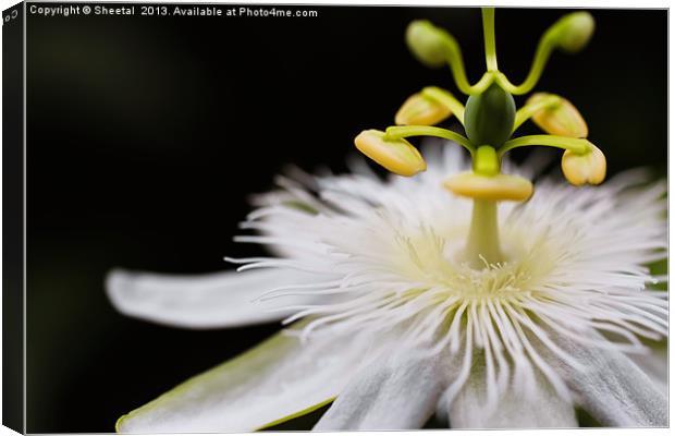 White Passiflora Canvas Print by Sheetal 