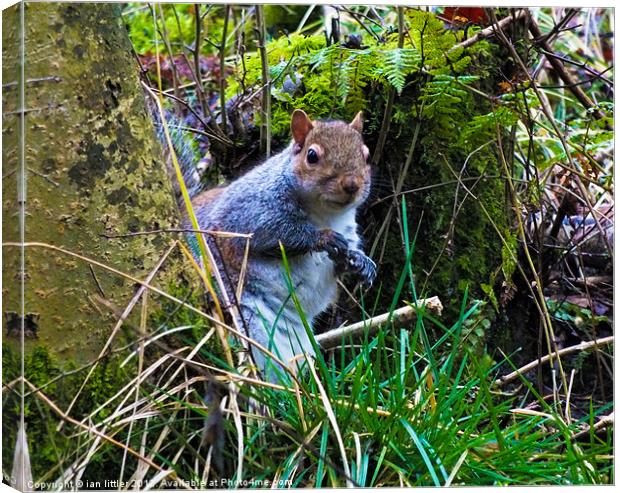 Peeking Squirrel Canvas Print by ian littler