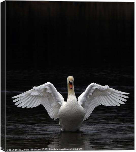 Mute Swan stretching it's wings Canvas Print by Urban Shooters PistolasUrbanas!