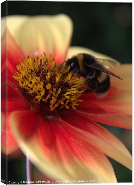Bumble Bee Canvas Print by Alison Streets