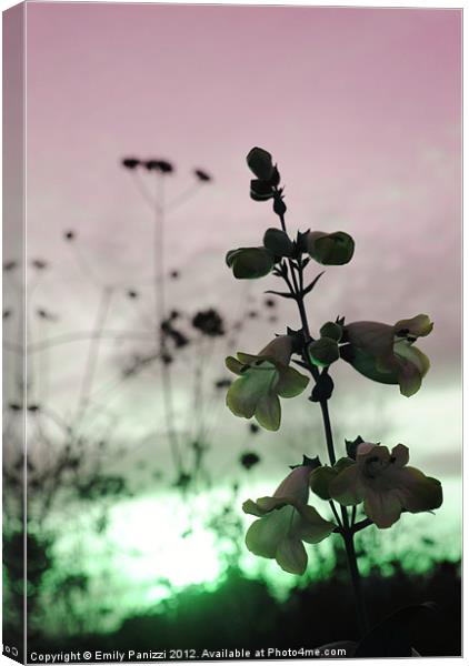Flora at Sunset - Altered Hue Canvas Print by Emily Panizzi