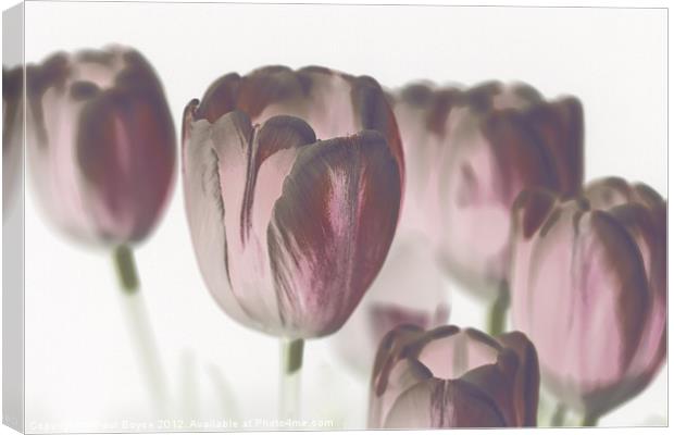 Pink Tulips Canvas Print by Paul Boyce