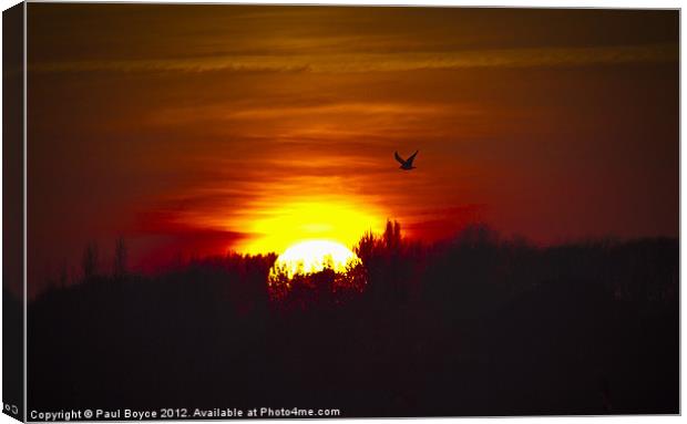 Flying Into The Sun Canvas Print by Paul Boyce